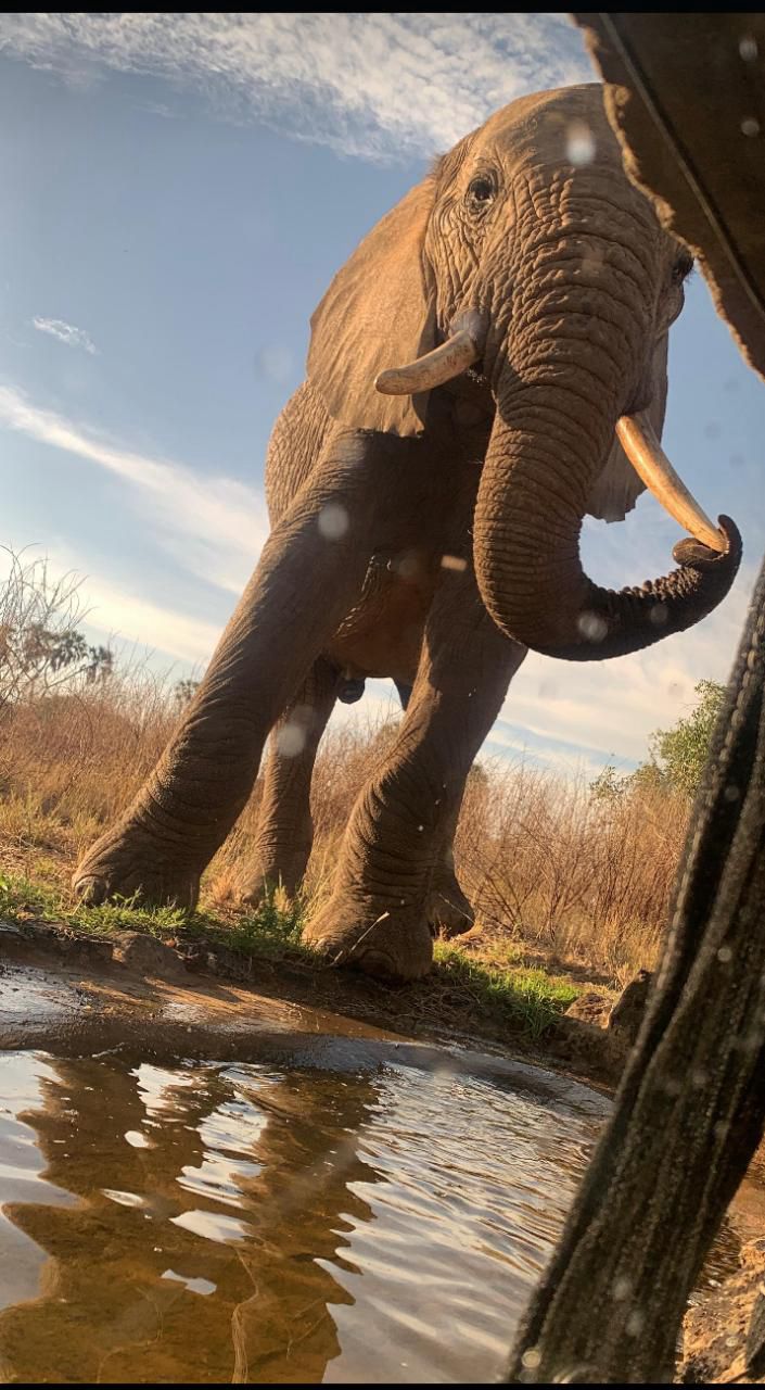 Elephant