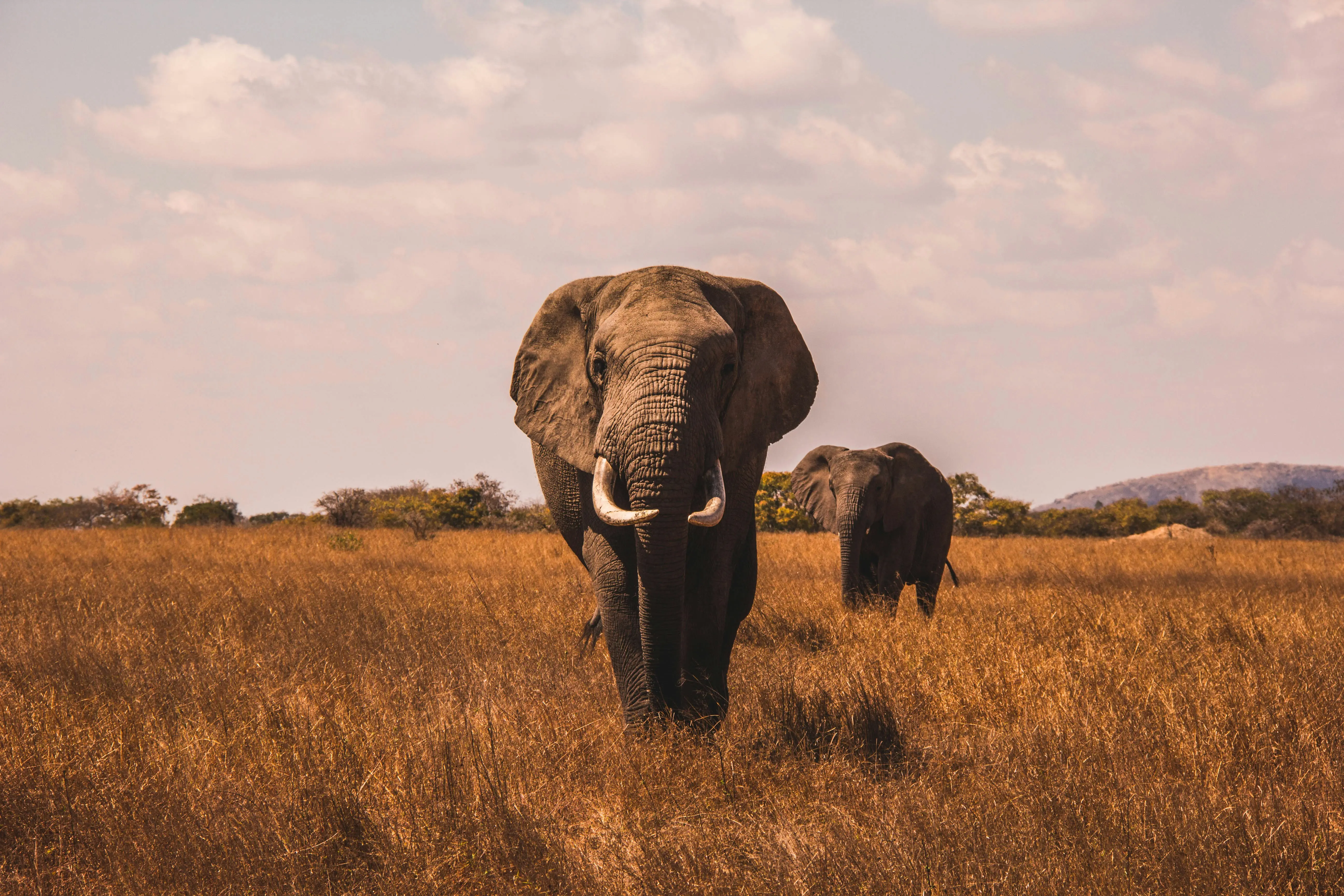 Amboseli