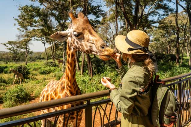 Giraffe Feeding